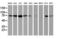 MEP antibody, LS-C173686, Lifespan Biosciences, Western Blot image 