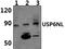 USP6 N-Terminal Like antibody, PA5-75944, Invitrogen Antibodies, Western Blot image 