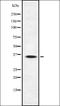 NAD-dependent ADP-ribosyltransferase sirtuin-4 antibody, orb337297, Biorbyt, Western Blot image 