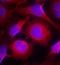 Raftk antibody, orb14599, Biorbyt, Immunocytochemistry image 