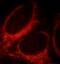 NLR Family Member X1 antibody, FNab05759, FineTest, Immunofluorescence image 