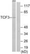 Transcription Factor 3 antibody, abx013398, Abbexa, Western Blot image 