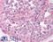 Ccn5 antibody, LS-B917, Lifespan Biosciences, Immunohistochemistry paraffin image 