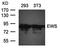 EWS RNA Binding Protein 1 antibody, orb43391, Biorbyt, Western Blot image 