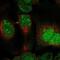 Dual Specificity Phosphatase 11 antibody, PA5-64985, Invitrogen Antibodies, Immunofluorescence image 