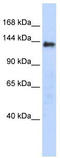 DENN Domain Containing 2C antibody, TA337613, Origene, Western Blot image 