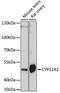 Cytochrome P450(scc) antibody, GTX53941, GeneTex, Western Blot image 