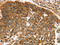 Vegi antibody, CSB-PA065340, Cusabio, Immunohistochemistry frozen image 