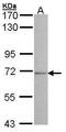 Butyrylcholinesterase antibody, PA5-27385, Invitrogen Antibodies, Western Blot image 