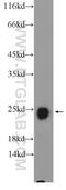 Troponin I2, Fast Skeletal Type antibody, 11634-1-AP, Proteintech Group, Western Blot image 