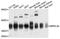 Mitochondrial Ribosomal Protein L39 antibody, STJ112063, St John