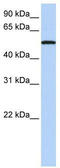 Sialic Acid Binding Ig Like Lectin 6 antibody, TA346279, Origene, Western Blot image 