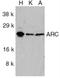 Nucleolar protein 3 antibody, NBP2-41753, Novus Biologicals, Western Blot image 