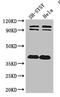 Disrupted in schizophrenia 1 protein antibody, orb47239, Biorbyt, Western Blot image 