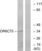 Olfactory Receptor Family 6 Subfamily C Member 70 antibody, abx015387, Abbexa, Western Blot image 
