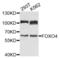 Forkhead Box O4 antibody, LS-C332480, Lifespan Biosciences, Western Blot image 