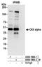 Casein Kinase 2 Alpha 1 antibody, A300-198A, Bethyl Labs, Immunoprecipitation image 