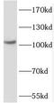 Peroxisome proliferator-activated receptor gamma coactivator 1-beta antibody, FNab06666, FineTest, Western Blot image 