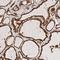 Integrator Complex Subunit 1 antibody, HPA021658, Atlas Antibodies, Immunohistochemistry frozen image 