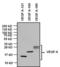 Mouse IgG antibody, 31437, Invitrogen Antibodies, Western Blot image 