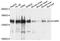 Valyl-TRNA Synthetase antibody, A06970, Boster Biological Technology, Western Blot image 