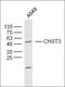 Carbohydrate Sulfotransferase 3 antibody, orb182624, Biorbyt, Western Blot image 