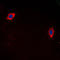 Growth Hormone Releasing Hormone Receptor antibody, LS-C352247, Lifespan Biosciences, Immunofluorescence image 