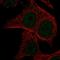 ABF1 antibody, HPA062878, Atlas Antibodies, Immunocytochemistry image 