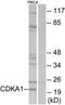 Cyclin-dependent kinase 2-associated protein 1 antibody, TA312165, Origene, Western Blot image 
