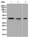 ERCC Excision Repair 1, Endonuclease Non-Catalytic Subunit antibody, ab129267, Abcam, Western Blot image 