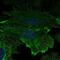 Aquaporin 5 antibody, HPA065008, Atlas Antibodies, Immunofluorescence image 