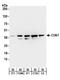 Cyclin Dependent Kinase 7 antibody, A300-405A, Bethyl Labs, Western Blot image 