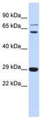 CD154 / CD40L antibody, TA334291, Origene, Western Blot image 