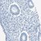 Folate Hydrolase 1 antibody, HPA010593, Atlas Antibodies, Immunohistochemistry frozen image 