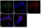 Kallikrein Related Peptidase 6 antibody, LF-MA0153, Invitrogen Antibodies, Immunofluorescence image 
