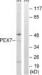 Peroxisomal Biogenesis Factor 7 antibody, LS-B8579, Lifespan Biosciences, Western Blot image 