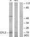 p18 antibody, TA312230, Origene, Western Blot image 