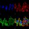 Stromal Antigen 3 antibody, MA5-27588, Invitrogen Antibodies, Immunofluorescence image 