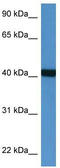 Phosphotriesterase Related antibody, TA343121, Origene, Western Blot image 
