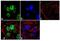 Ubiquilin-1 antibody, 37-7700, Invitrogen Antibodies, Immunofluorescence image 