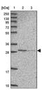 Abhydrolase Domain Containing 11 antibody, PA5-62022, Invitrogen Antibodies, Western Blot image 