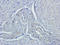 Lymphocyte antigen 6G antibody, orb322983, Biorbyt, Immunohistochemistry paraffin image 