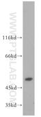 PPOX antibody, 14870-1-AP, Proteintech Group, Western Blot image 