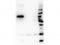Protein kinase B antibody, TA319564, Origene, Western Blot image 