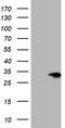 SIX Homeobox 1 antibody, TA504057S, Origene, Western Blot image 
