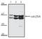Cell Division Cycle 25A antibody, ADI-KAM-CC086-E, Enzo Life Sciences, Western Blot image 