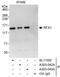 MHC class II regulatory factor RFX1 antibody, A303-042A, Bethyl Labs, Immunoprecipitation image 