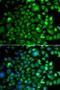 O-Sialoglycoprotein Endopeptidase antibody, LS-C349169, Lifespan Biosciences, Immunofluorescence image 