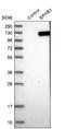 EPH Receptor B3 antibody, NBP1-84776, Novus Biologicals, Western Blot image 