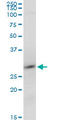 Ring Finger Protein 2 antibody, LS-C139289, Lifespan Biosciences, Western Blot image 